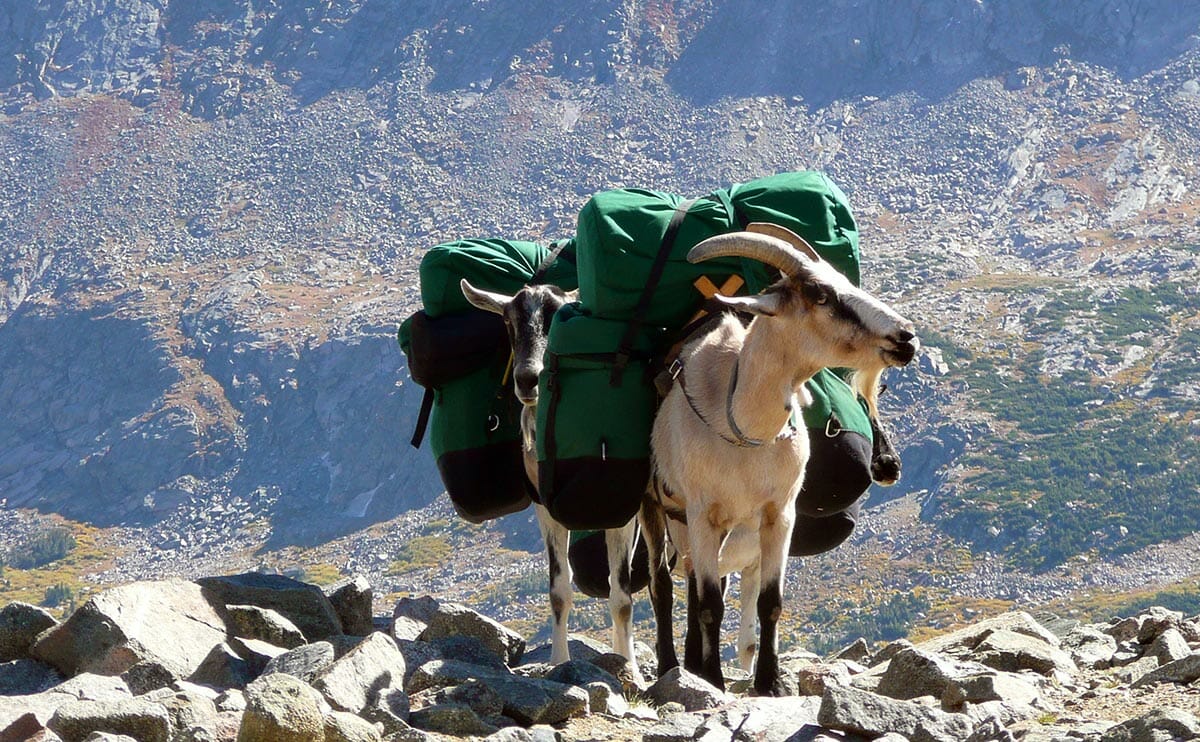 Ride the Magic Global Goat around the world of car culture with Mighty Car Mods!